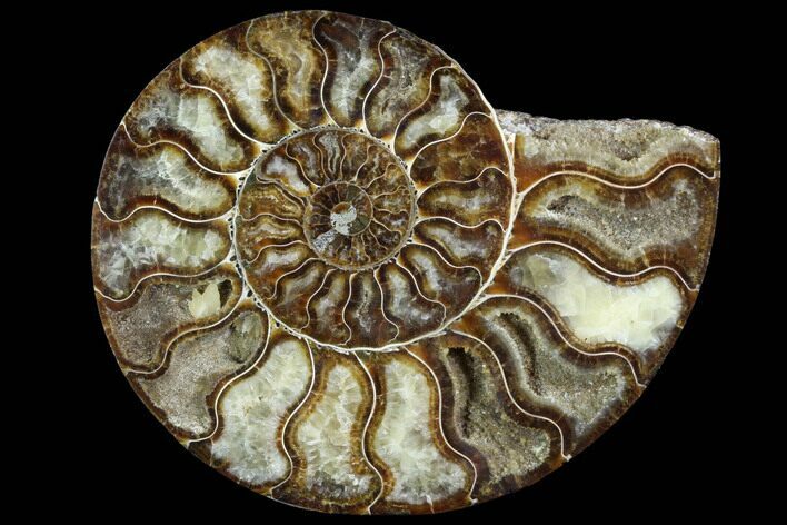 Agatized Ammonite Fossil (Half) - Agatized #91190